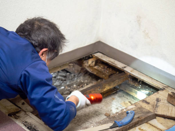 Best Attic Mold Removal  in Citrus Park, FL
