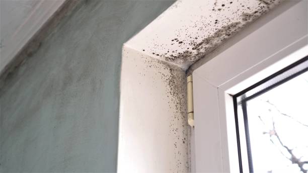 Professional Mold Removal in Citrus Park, FL