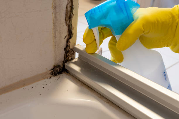 Office Mold Removal Services in Citrus Park, FL