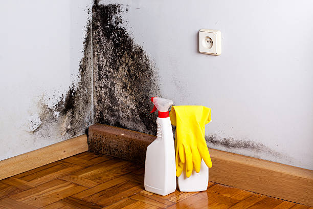 Best Office Mold Removal Services  in Citrus Park, FL