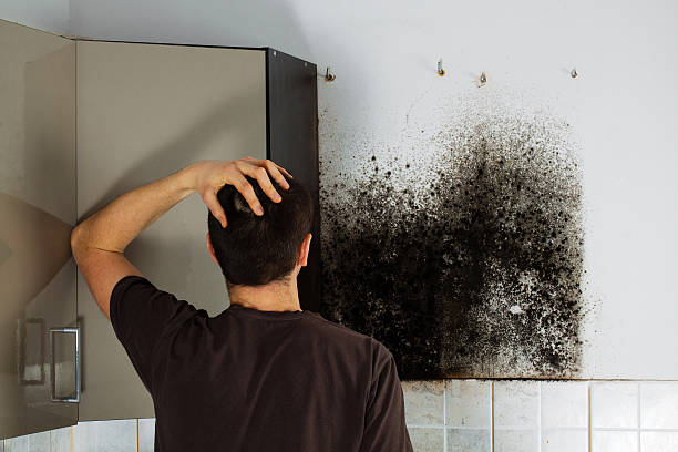 Best Mold Testing  in Citrus Park, FL