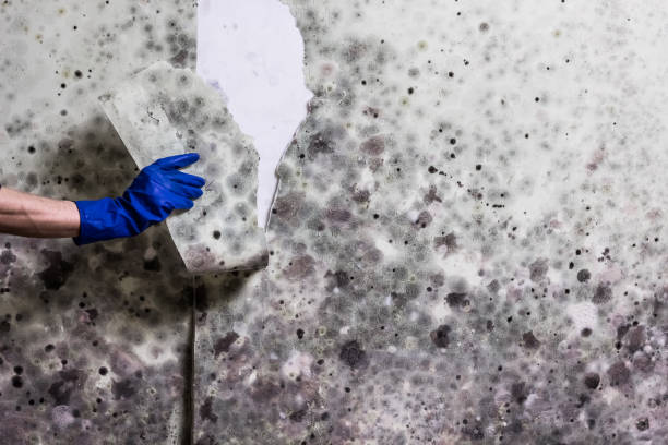 Best Professional Mold Removal  in Citrus Park, FL