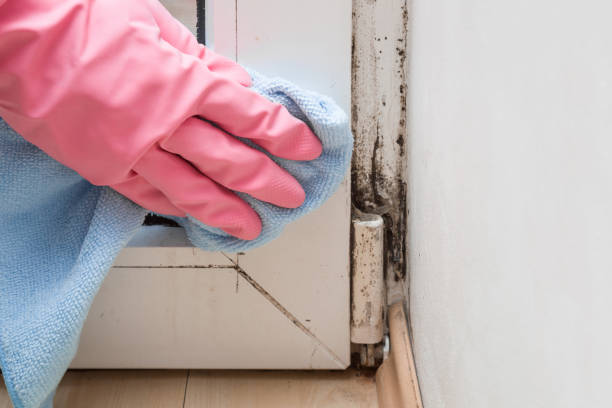 Best Emergency Mold Removal  in Citrus Park, FL
