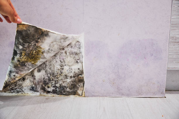 Best Local Mold Removal Service  in Citrus Park, FL
